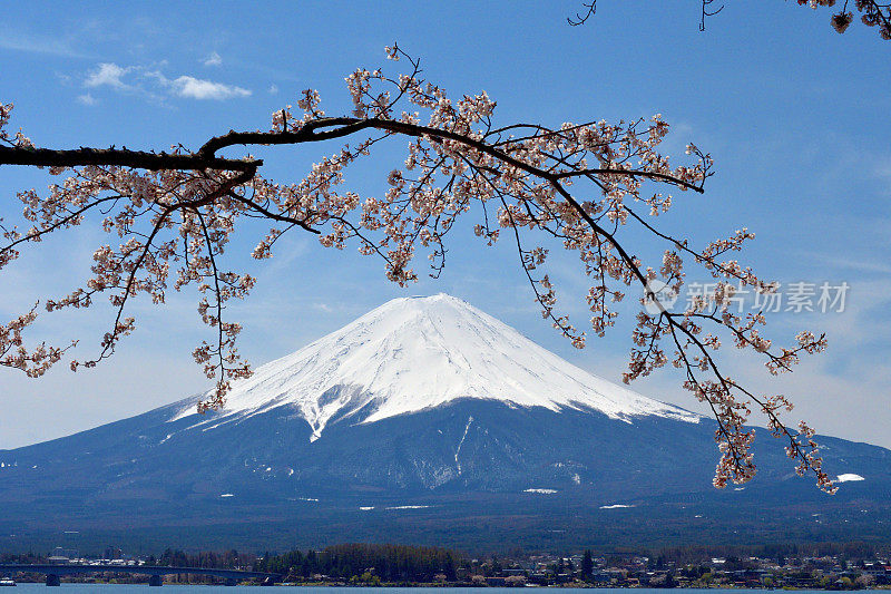 富士山和川口湖的樱花