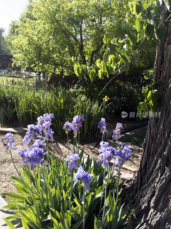 犹他州洛克维尔的一处花园中盛开的鸢尾花
