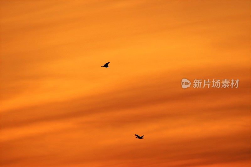 在美丽的橙色天空下，黄昏飞鸟的剪影