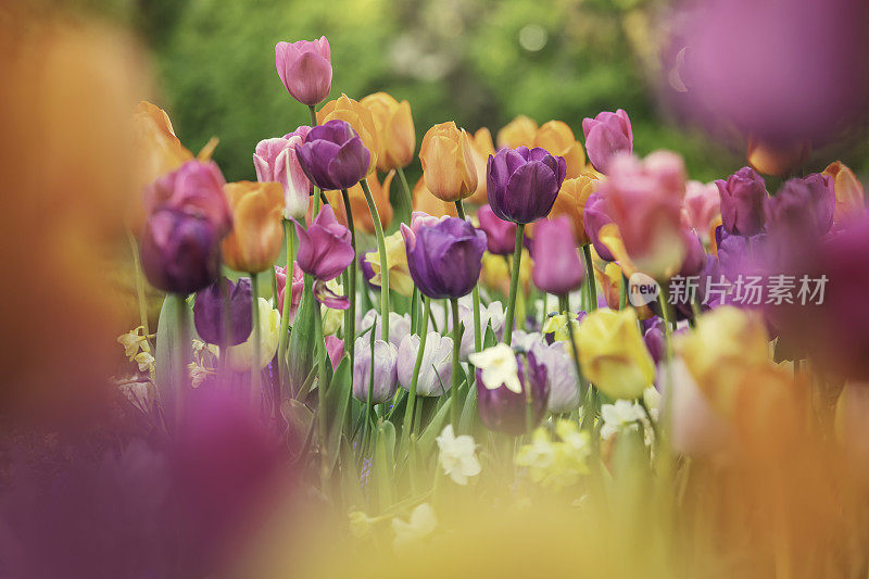 五颜六色的郁金香花园