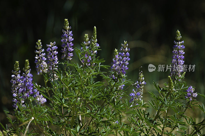 紫狼的野花