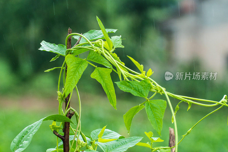 豇豆植物