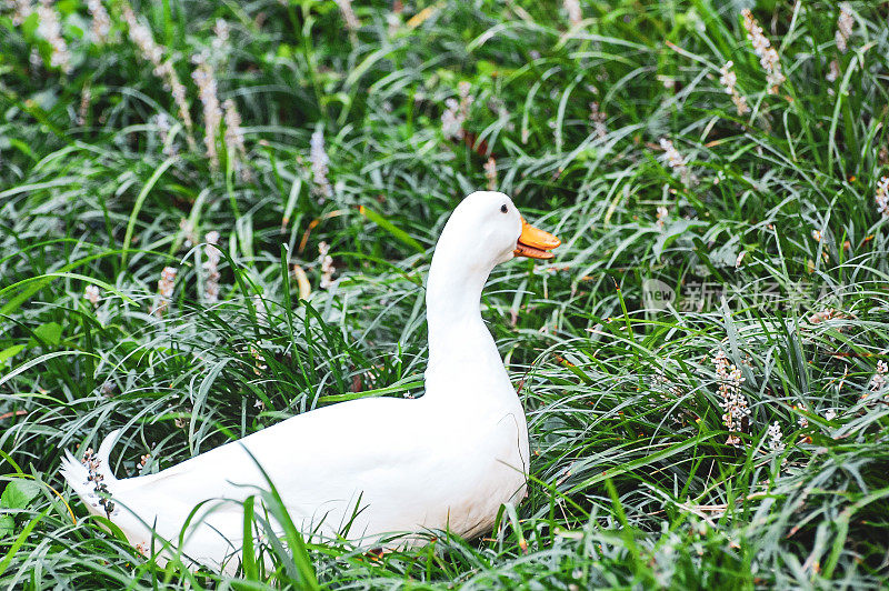 灌木丛中的白鸭子