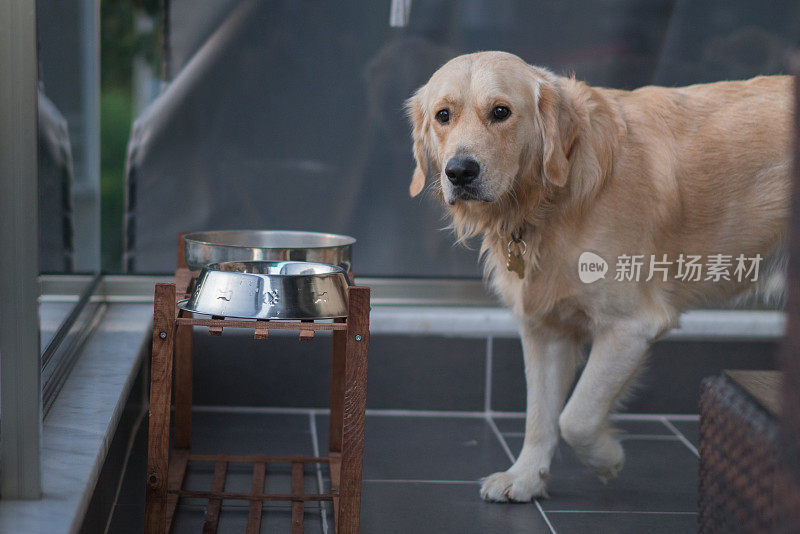 阳台上的金毛猎犬