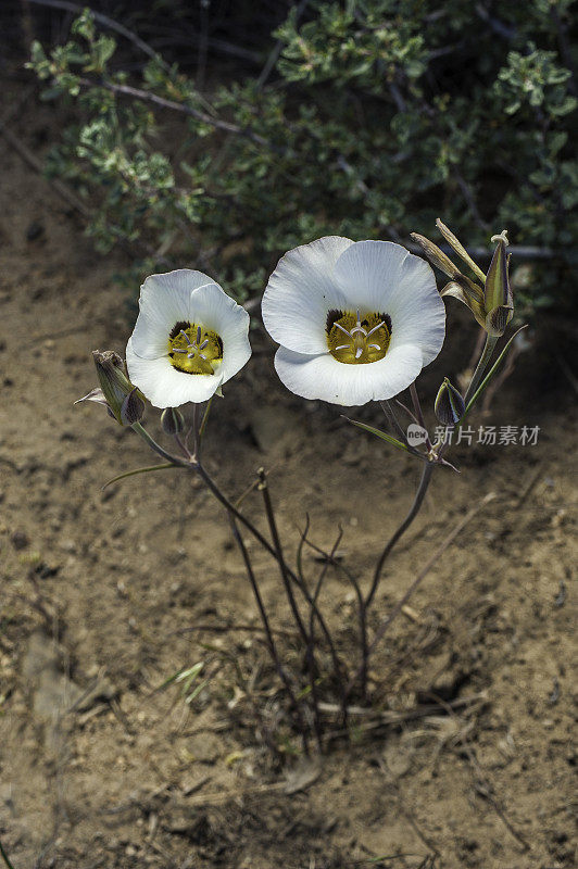 布兰百合是百合科的一种开花植物，俗称布兰百合。绿河地区，鸟谷部国家森林