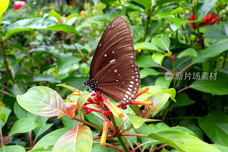 近距离观察棕色的Euploea蝴蝶
