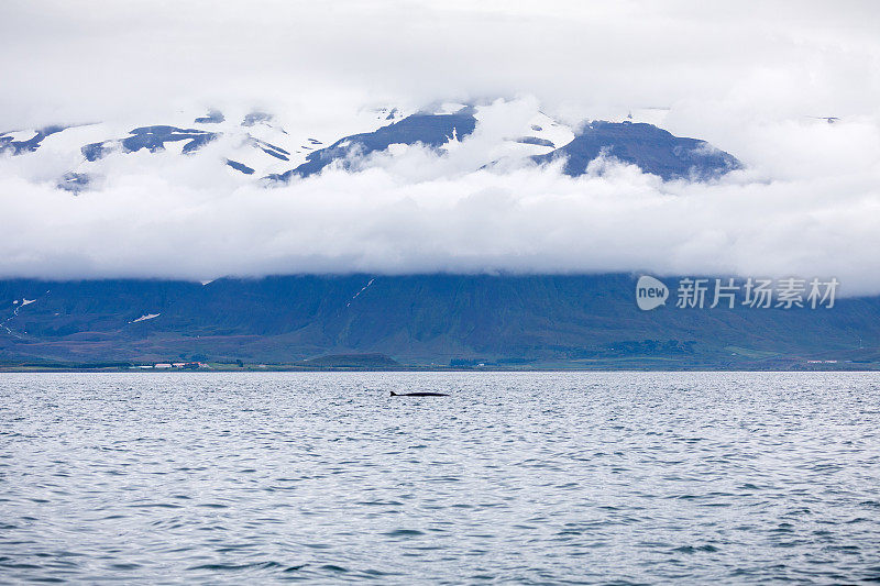 峡湾中的小须鲸