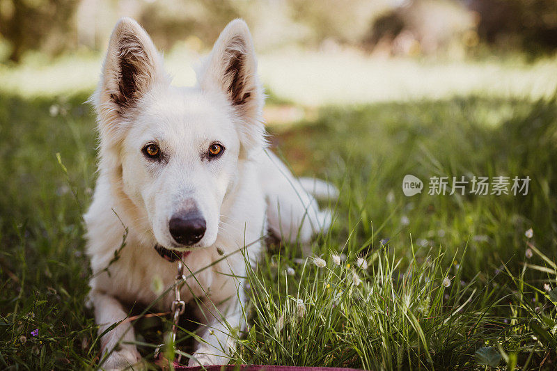 纯种美丽的白色瑞士牧羊犬