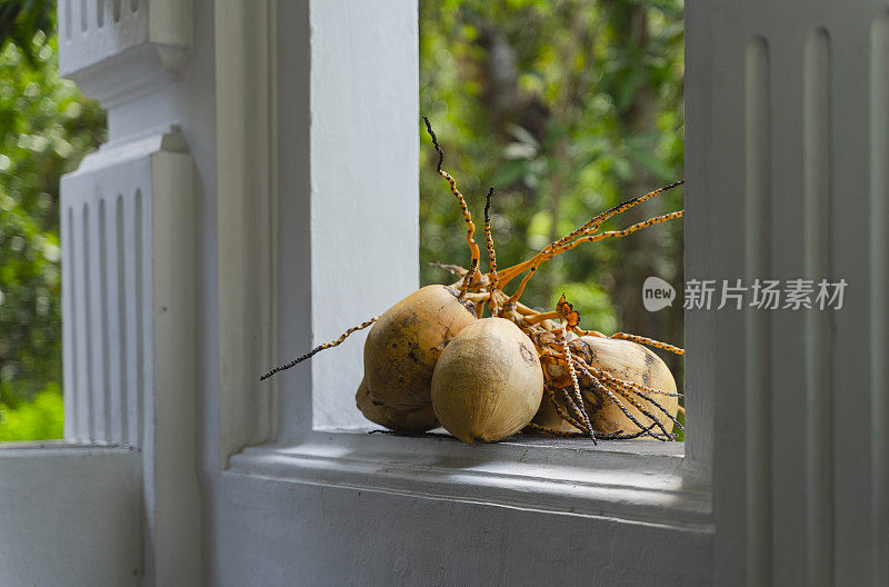 国王的椰子躺在窗前，可以看到后面的花园。