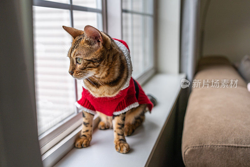 孟加拉猫穿着圣诞服装