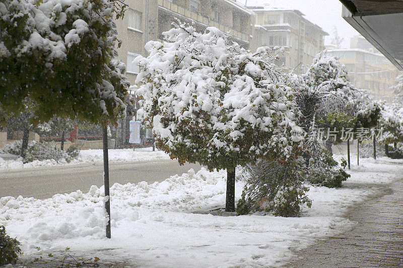 大雪会影响城市的树木。