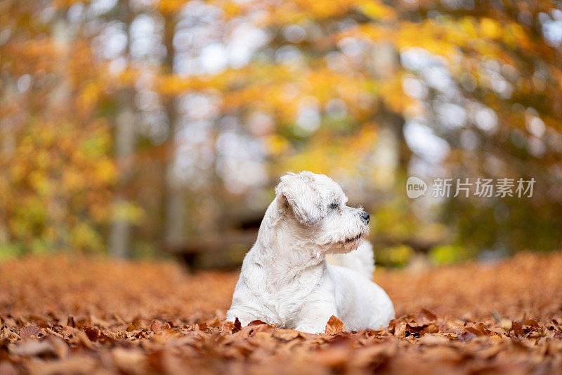 可爱的西施犬在户外享受秋天