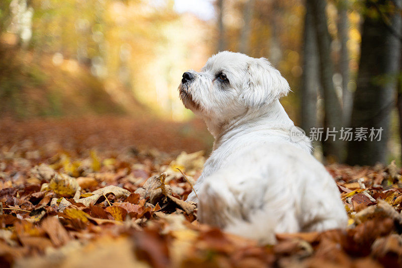 西施犬在树林里的秋叶上休息