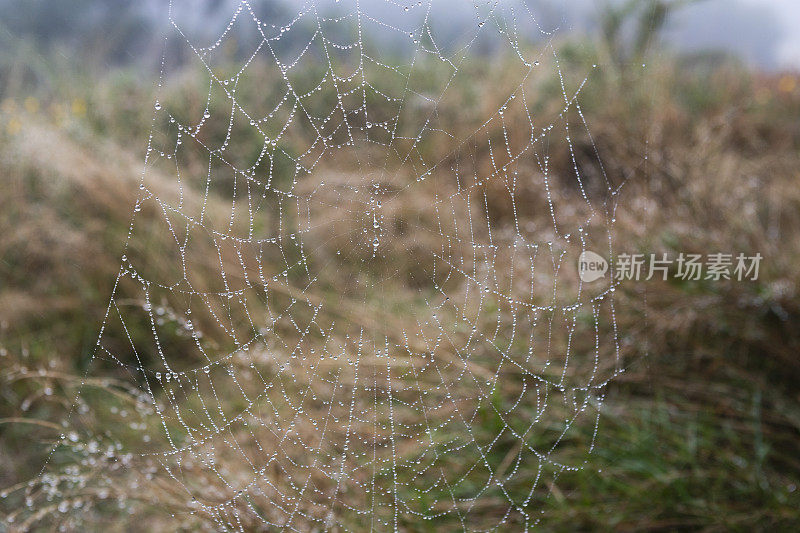 西班牙加利西亚托克斯的蜘蛛网
