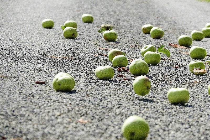 青苹果掉在柏油路上