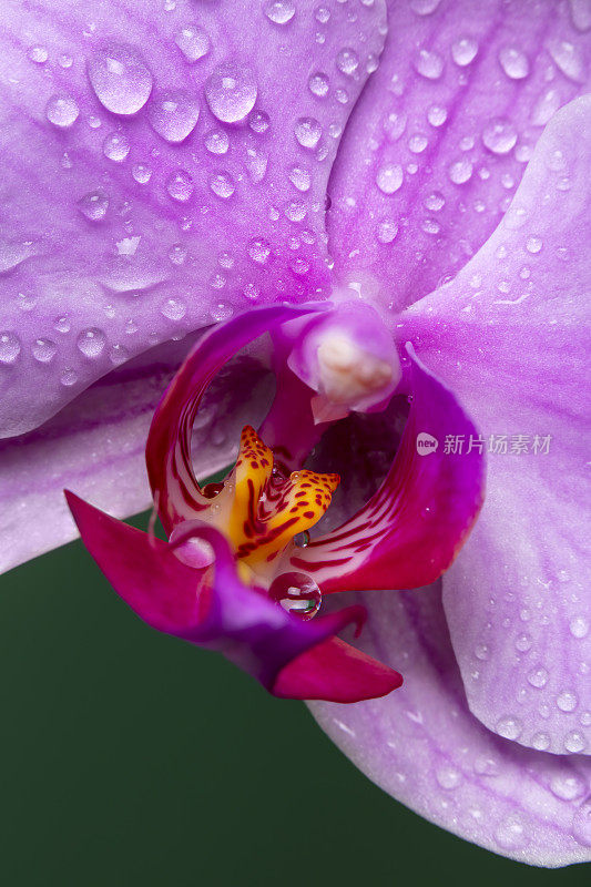 兰花花朵特写