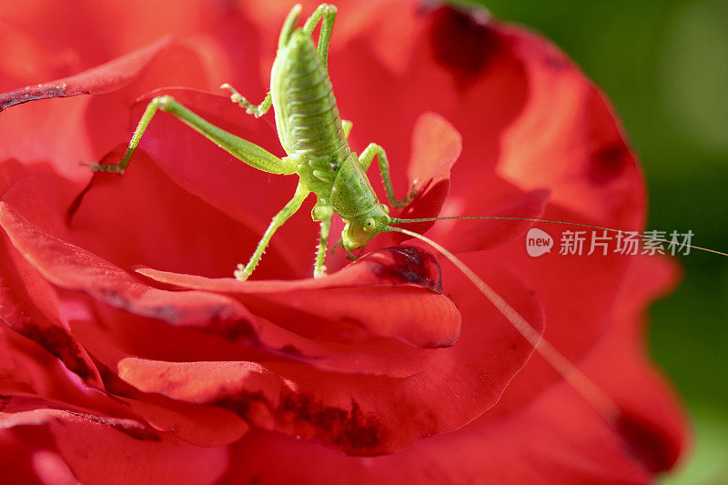 一朵红色的花(玫瑰)上的绿色大蚱蜢