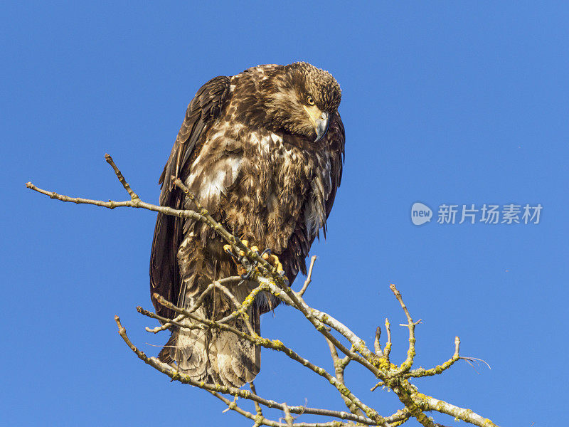 野生不成熟的秃鹰在蓝天下看