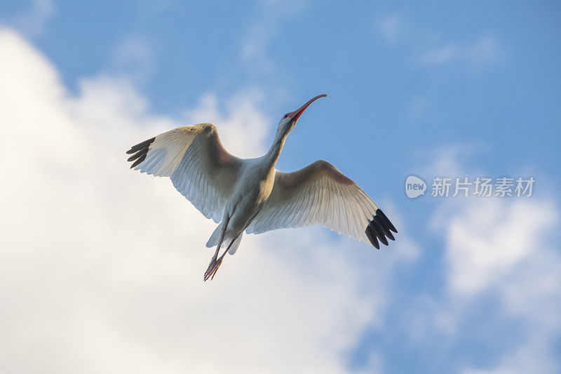 宜必思在飞行中