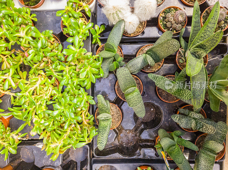 花盆里的各种多肉植物――仙人掌