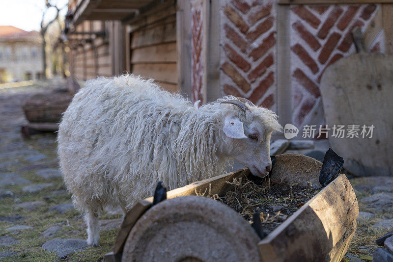 山羊在村子的街道上寻找食物