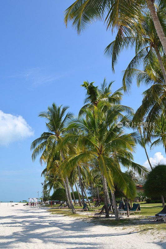 棕榈树，槟榔滩，马来西亚朗维岛