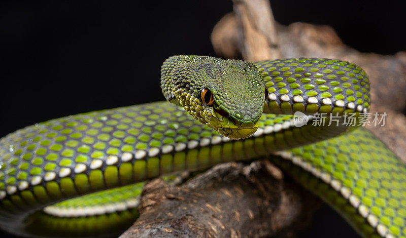 Purple-spotted蝮蛇