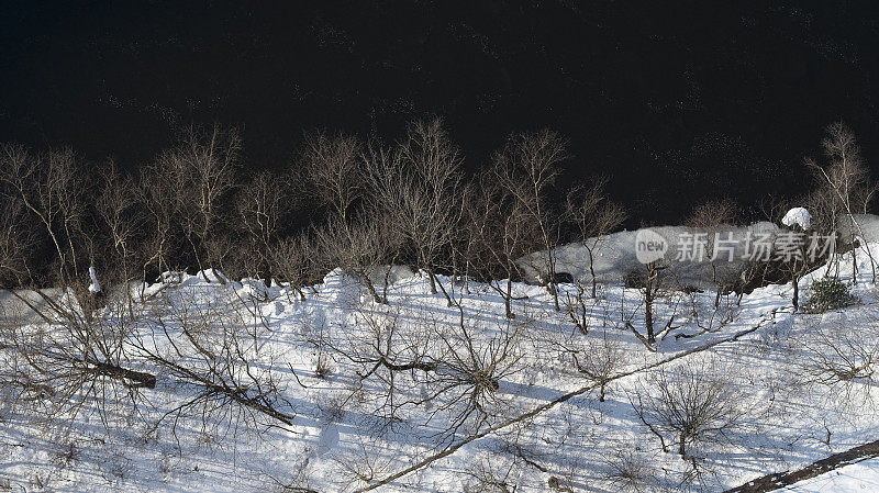 利哈伊河岸边山坡上的树林。美国宾夕法尼亚州波科诺斯，一场雪后的冬天。