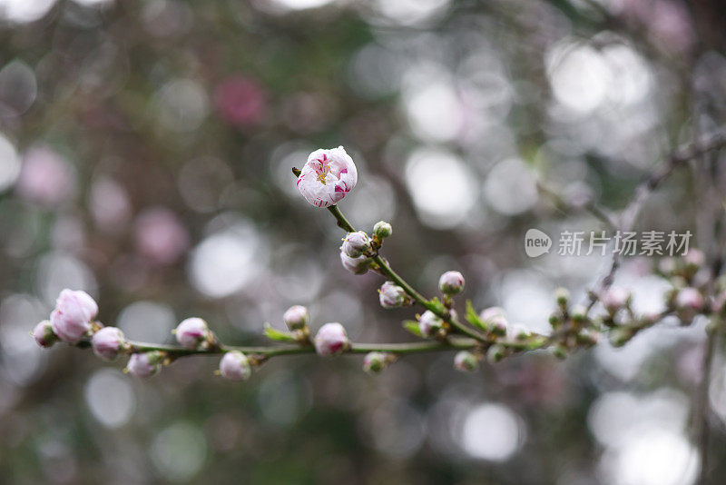 近景桃树花与浅景深的领域