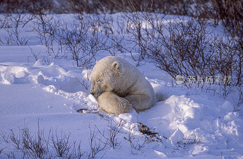 一只野生北极熊在丘吉尔柳树