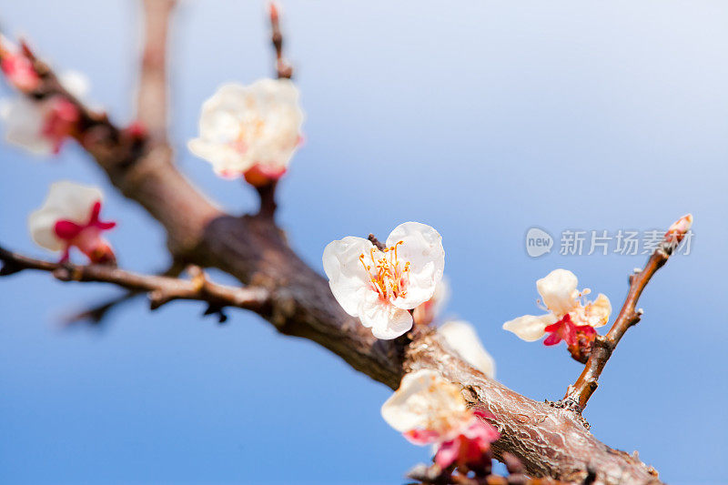 白色念珠花等待春天