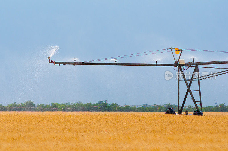 灌溉系统在夏季灌溉农田的小麦