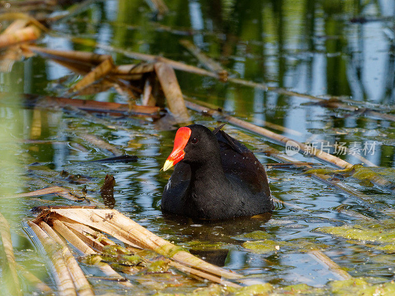 常见Gallinule