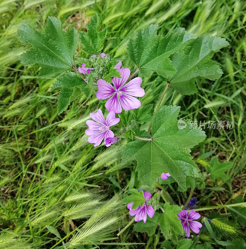 山葵在自然栖息地的花(锦葵科)