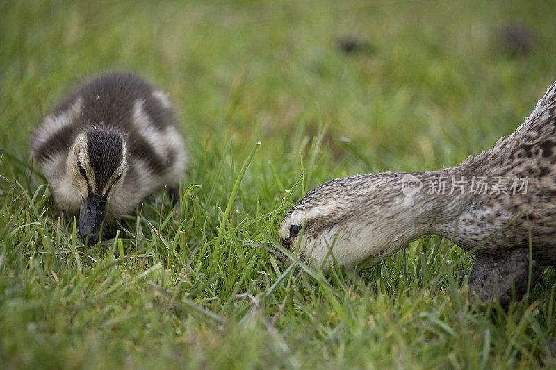 英国北约克郡，春天，母野鸭和她的小鸭子在喂养
