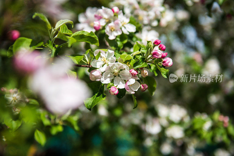 美丽的春天苹果树花开花，近了。春天果园的树枝在风中摇摆