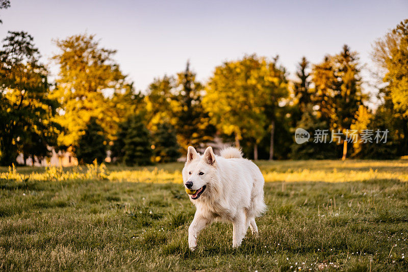 瑞士牧羊犬在公园里玩网球