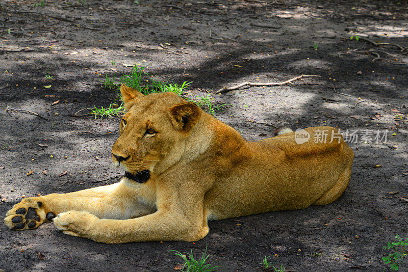 西非母狮子休息(狮子)-萨卢姆三角洲国家公园-法萨拉保护区，法蒂克，塞内加尔