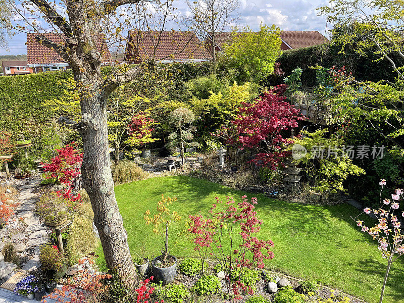 夏日阳光明媚的后花园，踏脚石小路，盆景树日本枫树展示，修剪整齐的草坪和英国橡树旁的植物边界