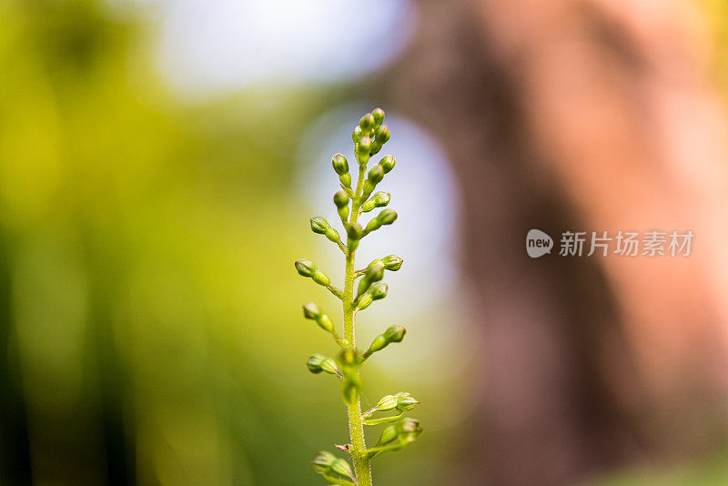 植物在春天的小花蕾