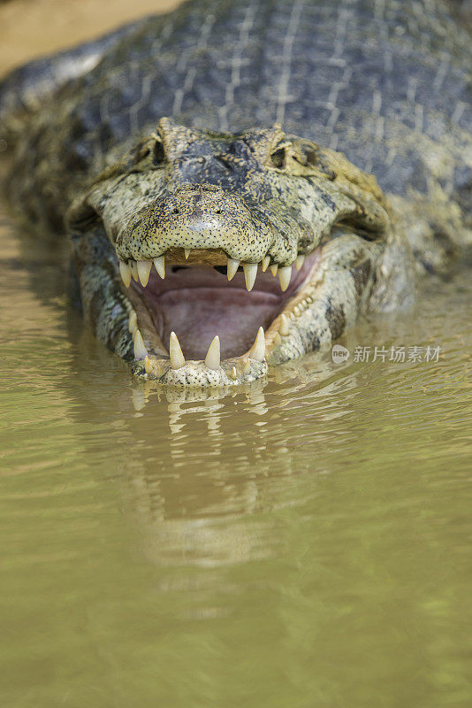 Yacare凯门鳄(凯门鳄Yacare，是一种凯门鳄发现在潘塔纳尔，巴西。特写的脸和嘴显示牙齿。