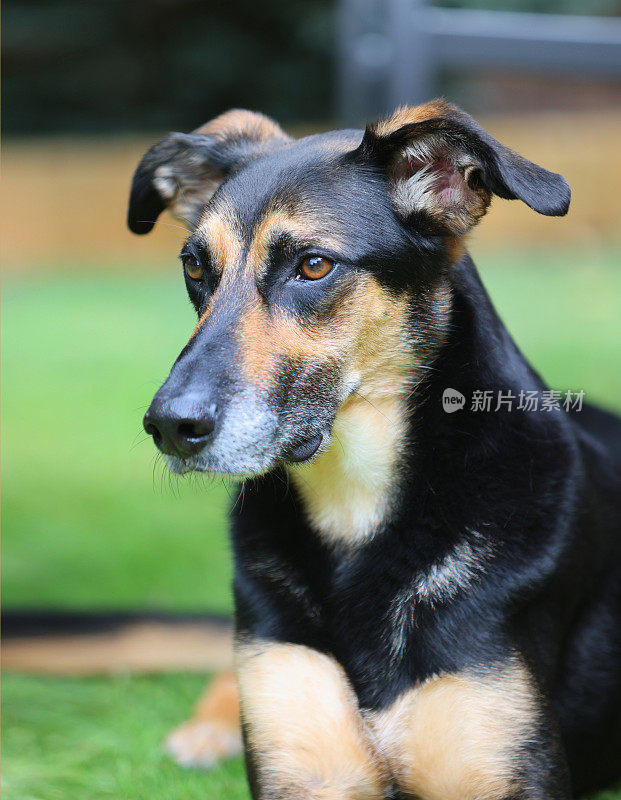 各种姿势的满足的老悲伤的德国牧羊犬交叉