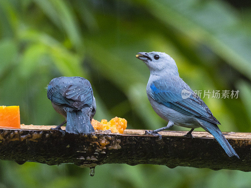 两只蓝灰色的唐纳雀在看喂鸟器