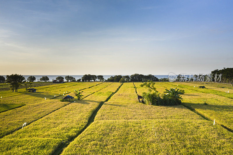巴厘岛面向大海的稻田的空中景观