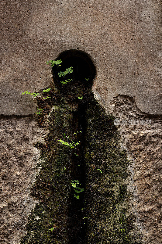 植物生长在墙壁的排水系统中