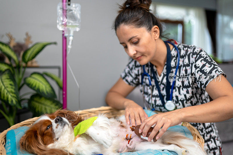 年轻的女兽医到家里探望接受手术的狗并给它包扎伤口