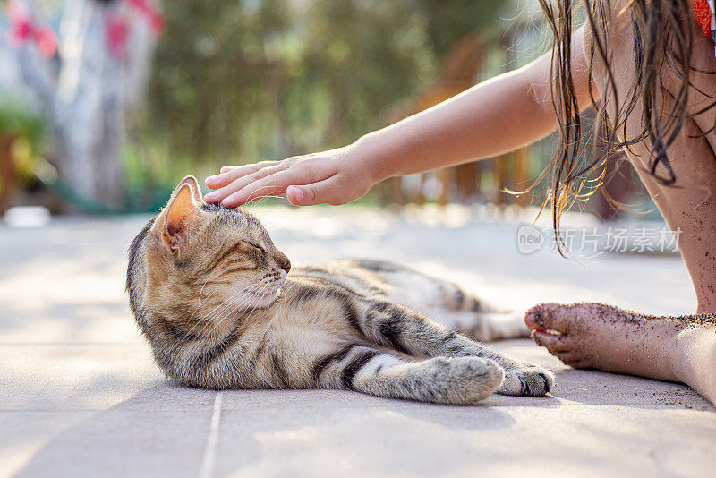 一个陌生的小女孩抚摸着猫