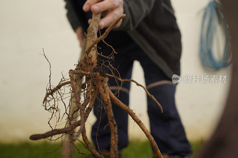 成熟的人在后院里种一棵树