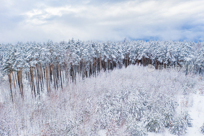 鸟瞰图的松林覆盖着雪。