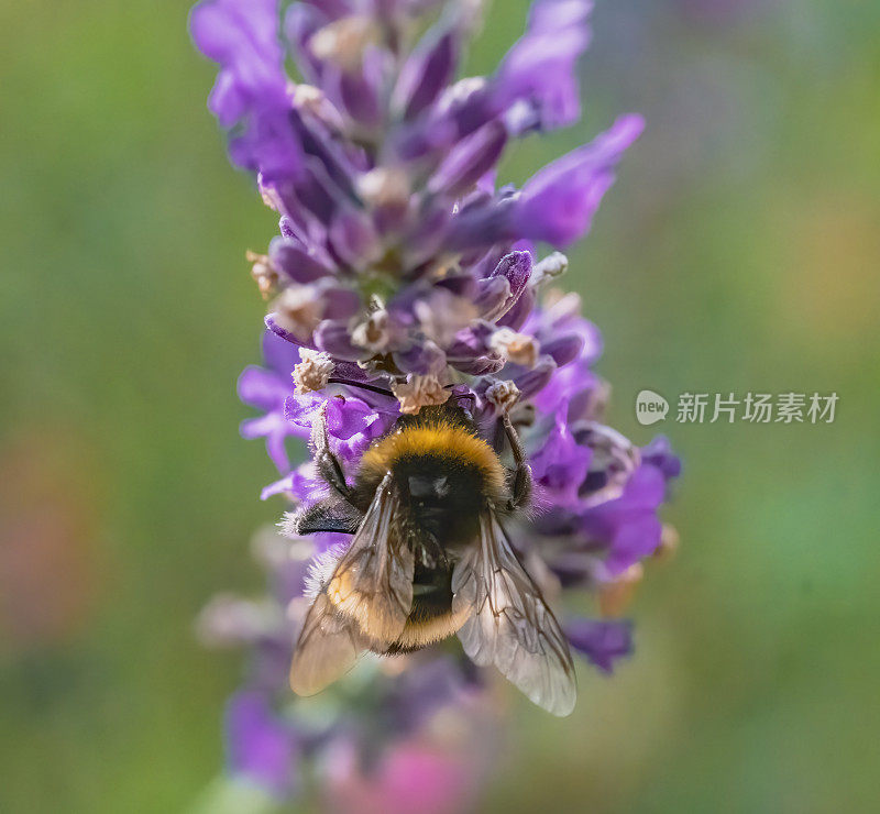 蜜蜂在薰衣草